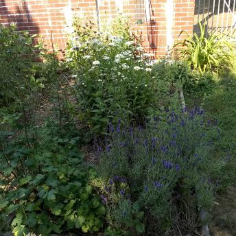 Perennial Raised Bed